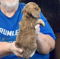 Blue Brindle Long Hair Male #2, a male Miniature Dachshund for sale in Branson West, MO – 6 of 7
