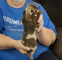 Chocolate Dapple Male #2, a male Miniature Dachshund for sale in Branson West, MO – 2 of 5