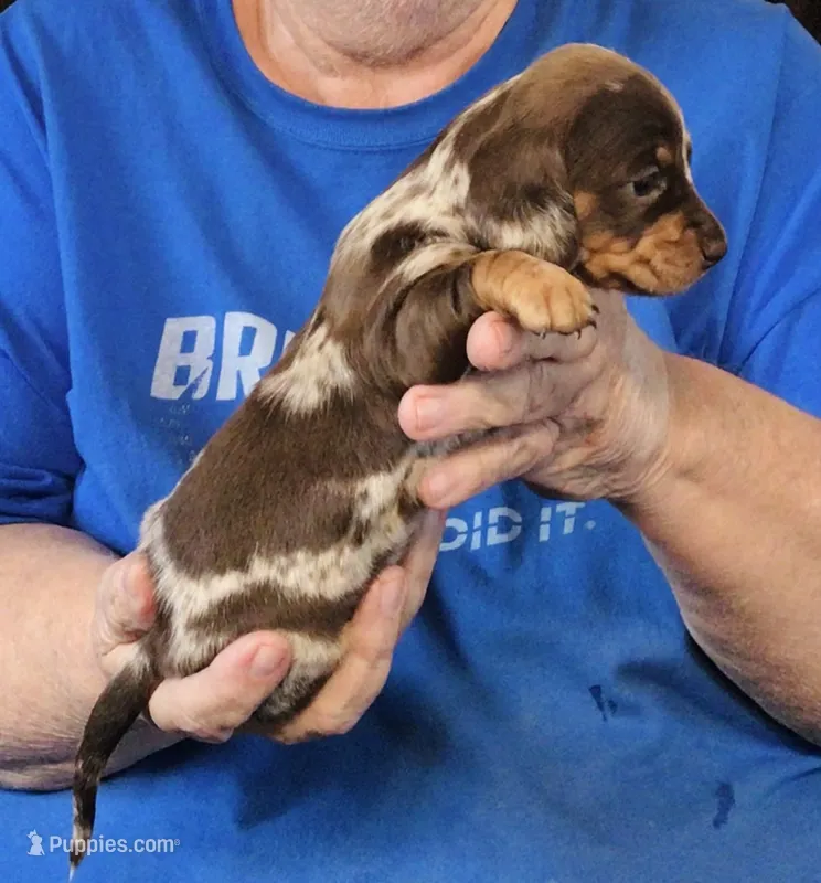 Chocolate Dapple - F