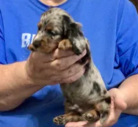 Silver Dapple Male L/H, a male Dachshund for sale in Branson West, MO – 2 of 9
