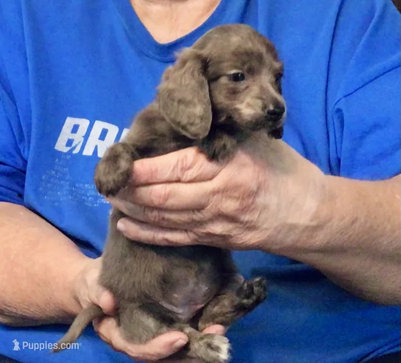 Blue Brindle Long Hair Male #1 – Miniature Dachshund puppy for sale in Branson West, MO