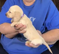 Cream L/H-Male #2, a male Dachshund for sale in Branson West, MO – Photo 2 of 2