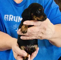 Black/Tan Female #2, a female Miniature Dachshund for sale in Branson West, MO – 5 of 8