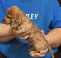 Red Dapple Male #2, a male Dachshund for sale in Branson West, MO – 5 of 10