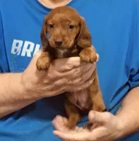 Red Dapple Male #1, a male Dachshund and Miniature Dachshund for sale in Branson West, MO – 8 of 10