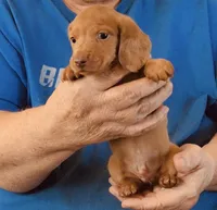 Red Dapple Male #1, a male Miniature Dachshund for sale in Branson West, MO – 4 of 9