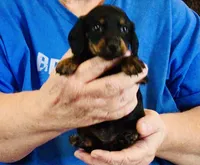 Black/Tan Female #2, a female Miniature Dachshund for sale in Branson West, MO – 3 of 8