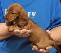 Red Dapple Male #1, a male Dachshund for sale in Branson West, MO – 9 of 10