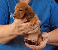 Red Male., a male Miniature Dachshund for sale in Branson West, MO – 3 of 5