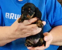 Black/Tan Female #2, a female Miniature Dachshund for sale in Branson West, MO – 2 of 8