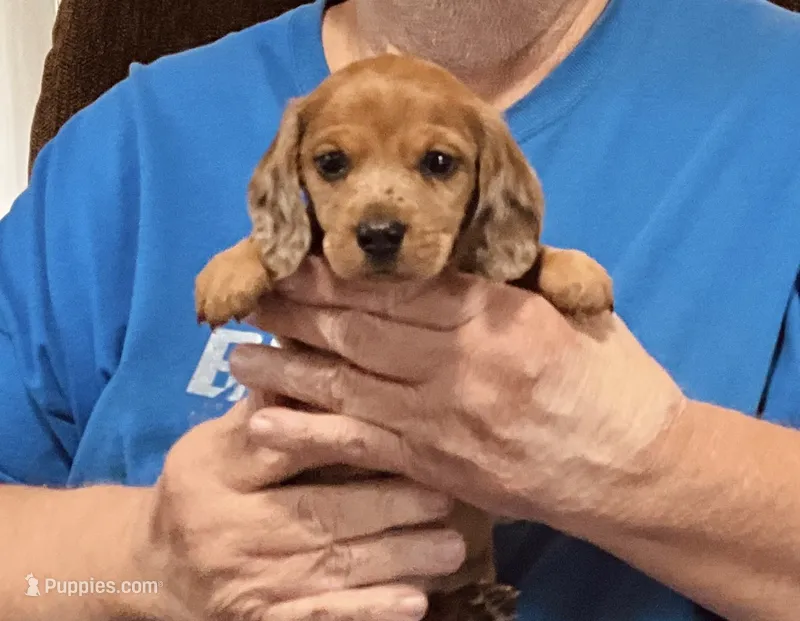 Red Dapple Male #2 – Dachshund, Miniature Dachshund puppy for sale in Branson West, MO