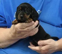 Black/Tan Male, a male Dachshund for sale in Branson West, MO – 2 of 6