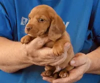 Red Dapple Male #3, a male Miniature Dachshund for sale in Branson West, MO – 5 of 6