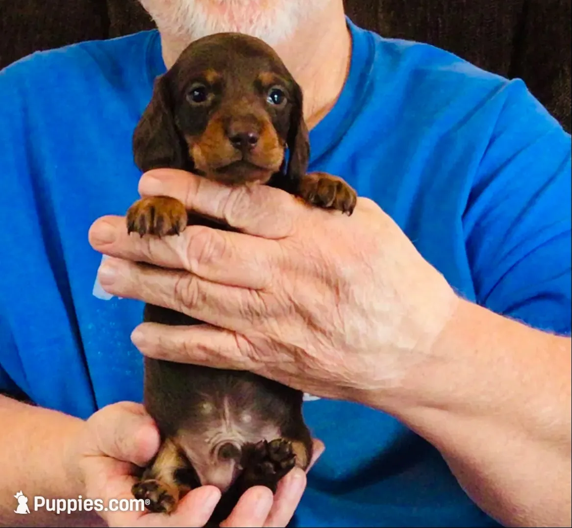 Chocolate/Tan Male , a male Miniature Dachshund for sale in Branson West, MO – 1 of 5