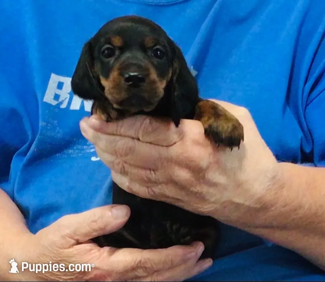 Black/Tan Male, a male Dachshund and Miniature Dachshund for sale in Branson West, MO – 4 of 4