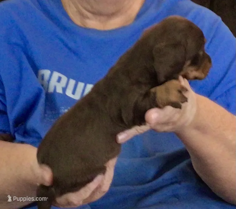 Chocolate Tan Female – Dachshund puppy for sale in Branson West, MO