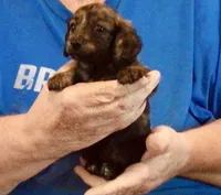 Dark Brindle Female, a female Miniature Dachshund for sale in Branson West, MO – 3 of 4