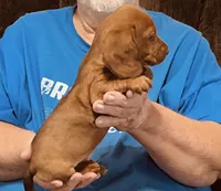 Red Dapple Male #1, a male Dachshund for sale in Branson West, MO – 8 of 10