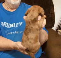 Red Dapple Male #2, a male Dachshund for sale in Branson West, MO – 10 of 10