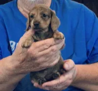 Blue Brindle Long Hair Male #2, a male Miniature Dachshund for sale in Branson West, MO – 3 of 7