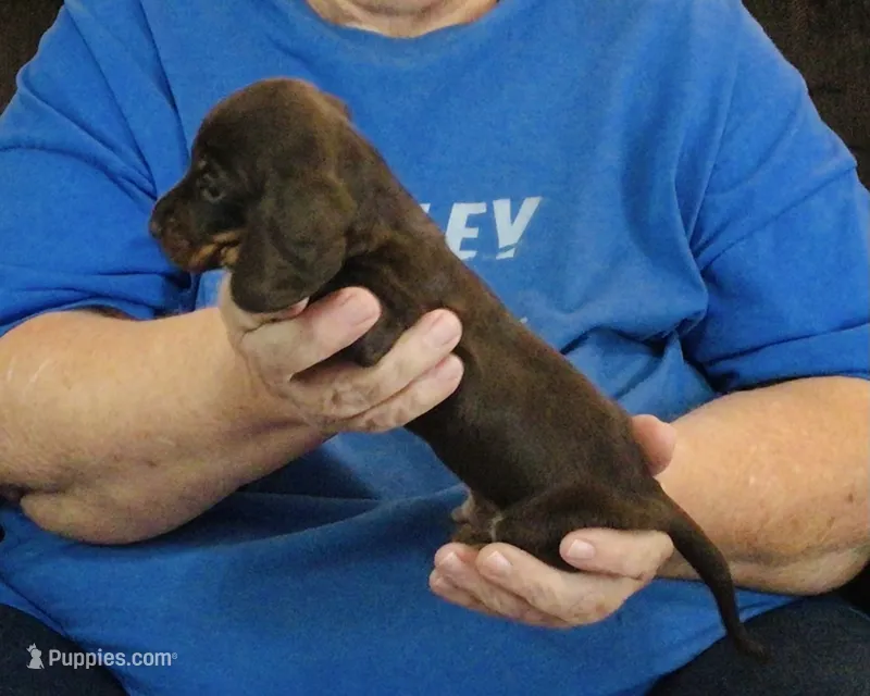 Chocolate/Tan Male #2 – Miniature Dachshund puppy for sale in Branson West, MO