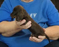 Chocolate/Tan Male #2, a male Miniature Dachshund for sale in Branson West, MO – 1 of 5
