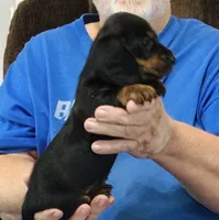 Black/Tan Male, a male Miniature Dachshund for sale in Branson West, MO – 4 of 9