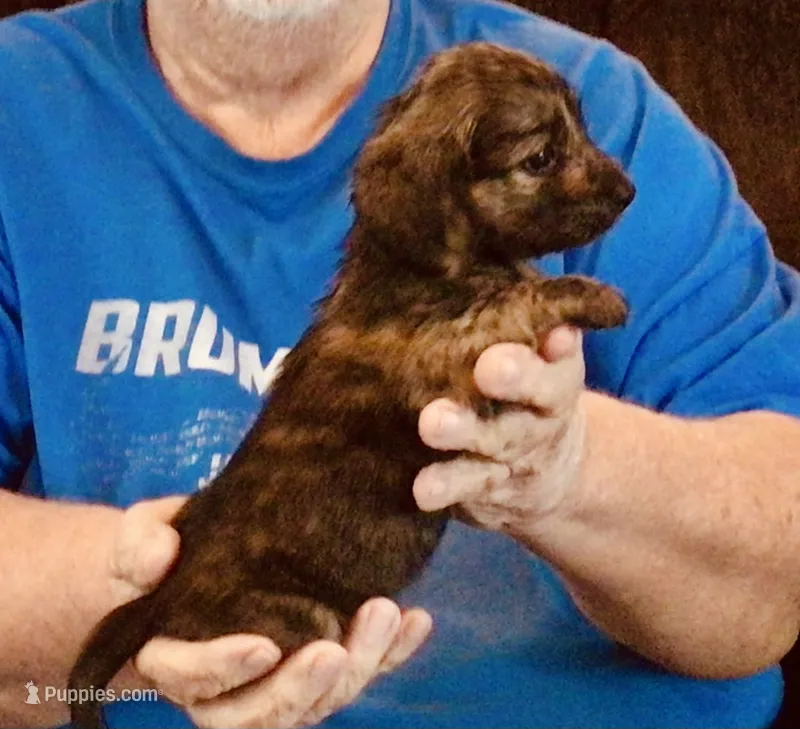 Dark Brindle Female – Miniature Dachshund puppy for sale in Branson West, MO