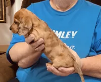 Red Dapple Male #2, a male Dachshund for sale in Branson West, MO – 8 of 10
