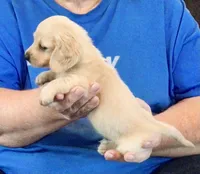 Cream Long Hair Male #2, a male Miniature Dachshund for sale in Branson West, MO – 6 of 6
