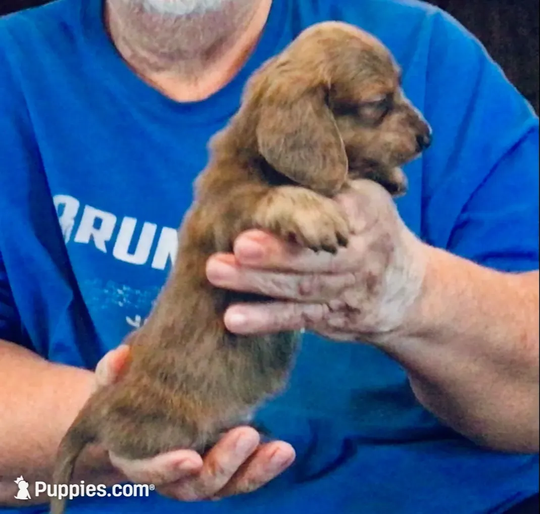 Blue Brindle Long Hair Male #2, a male Miniature Dachshund for sale in Branson West, MO – 7 of 7
