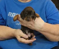 Chocolate/Tan Male #2, a male Miniature Dachshund for sale in Branson West, MO – 5 of 5
