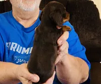 Black/Tan Female #2, a female Miniature Dachshund for sale in Branson West, MO – 4 of 8
