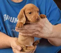 Red Dapple Male #1, a male Dachshund for sale in Branson West, MO – 3 of 9