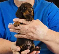Chocolate/Tan Male, a male Dachshund for sale in Branson West, MO – 5 of 6