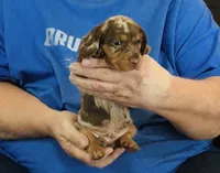 Chocolate Dapple Male #2, a male Miniature Dachshund for sale in Branson West, MO – 3 of 5