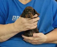 Chocolate Tan Female, a female Dachshund for sale in Branson West, MO – 4 of 4