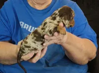 Chocolate Dapple Male #1, a male Miniature Dachshund for sale in Branson West, MO – 3 of 5