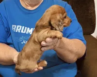 Red Dapple Male #2, a male Dachshund and Miniature Dachshund for sale in Branson West, MO – 3 of 10