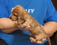 Red Dapple Male #2, a male Dachshund and Miniature Dachshund for sale in Branson West, MO – 8 of 10