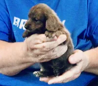 Blue Brindle Long Hair Male #1, a male Miniature Dachshund for sale in Branson West, MO – 4 of 5