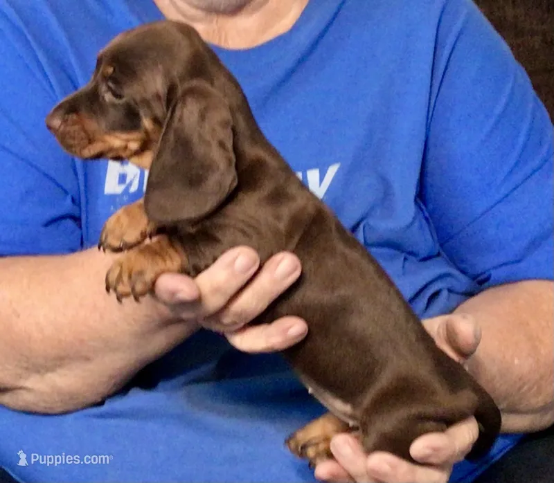 Chocolate Tan Female – Dachshund puppy for sale in Branson West, MO