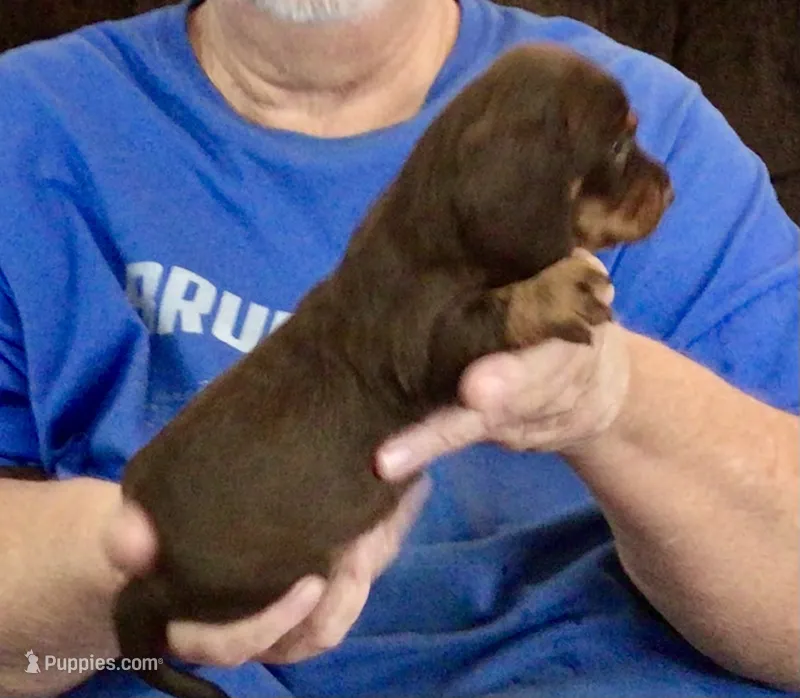 Chocolate/Tan Male #1 – Miniature Dachshund puppy for sale in Branson West, MO