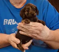 Dark Brindle Female, a female Miniature Dachshund for sale in Branson West, MO – 2 of 4