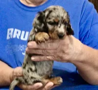 Silver Dapple Male L/H, a male Dachshund for sale in Branson West, MO – 8 of 9