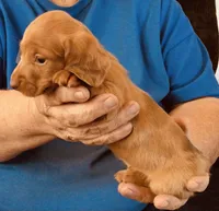 Red Dapple Male #1, a male Miniature Dachshund for sale in Branson West, MO – 6 of 9