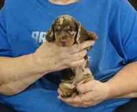 Chocolate Dapple Male #2, a male Miniature Dachshund for sale in Branson West, MO – 5 of 5
