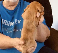 Red Dapple Male #1, a male Dachshund for sale in Branson West, MO – 4 of 9