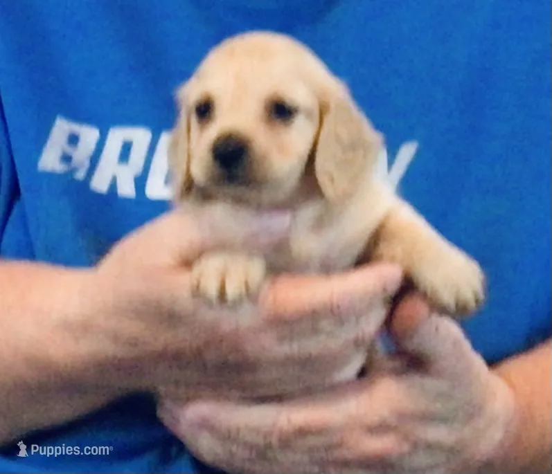Cream Long Hair Male #2 – Miniature Dachshund puppy for sale in Branson West, MO