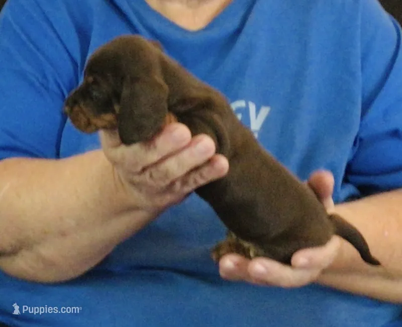 Chocolate Tan Female – Dachshund puppy for sale in Branson West, MO
